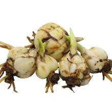 NO BAD SEED! Mixed Pack (3 Bulbs) - Freshly Digged Perennial Lily 607 Daily To Your Door! Quality Goods