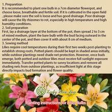 NO BAD SEED! Mixed Pack (3 Bulbs) - Freshly Digged Perennial Lily 607 Daily To Your Door! Quality Goods
