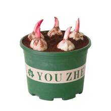 NO BAD SEED! Mixed Pack (3 Bulbs) - Freshly Digged Perennial Lily 607 Daily To Your Door! Quality Goods