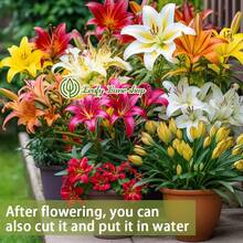 NO BAD SEED! Mixed Pack (3 Bulbs) - Freshly Digged Perennial Lily 607 Daily To Your Door! Quality Goods