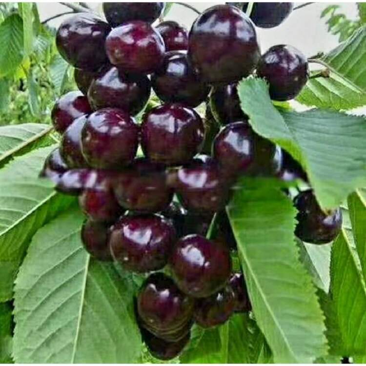 185Pcs Black Cherry Prunus Serotina Dwarf Cherry Tree - 185 - 查看 2