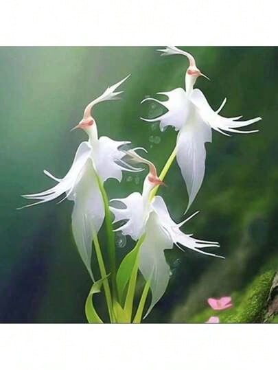 Free Home Delivery 30 Rare White Heron Lotus Seeds - Can Be Given As A Gift For Family Planting - 30 hạt giống - Xem 1