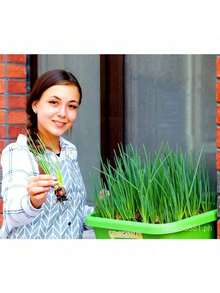 Free Home Delivery Easy To Grow 200 Potted Green Onion Seeds Chive Organic Vegetable Seeds Planting (High Germination) - 200 hạt giống - Xem 4