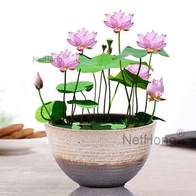 NetHong 20PCS Pond Seeds Potted Plants Lotus Seeds Water Lily Seeds Hydroponic Plants