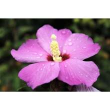 Hight Quality Bulb Agriculture Pcs Dark Pink Rose Flower Bauhinia Tree Seeds Flat Packing Delivery Easy To Grow Perennials Strong Propagation