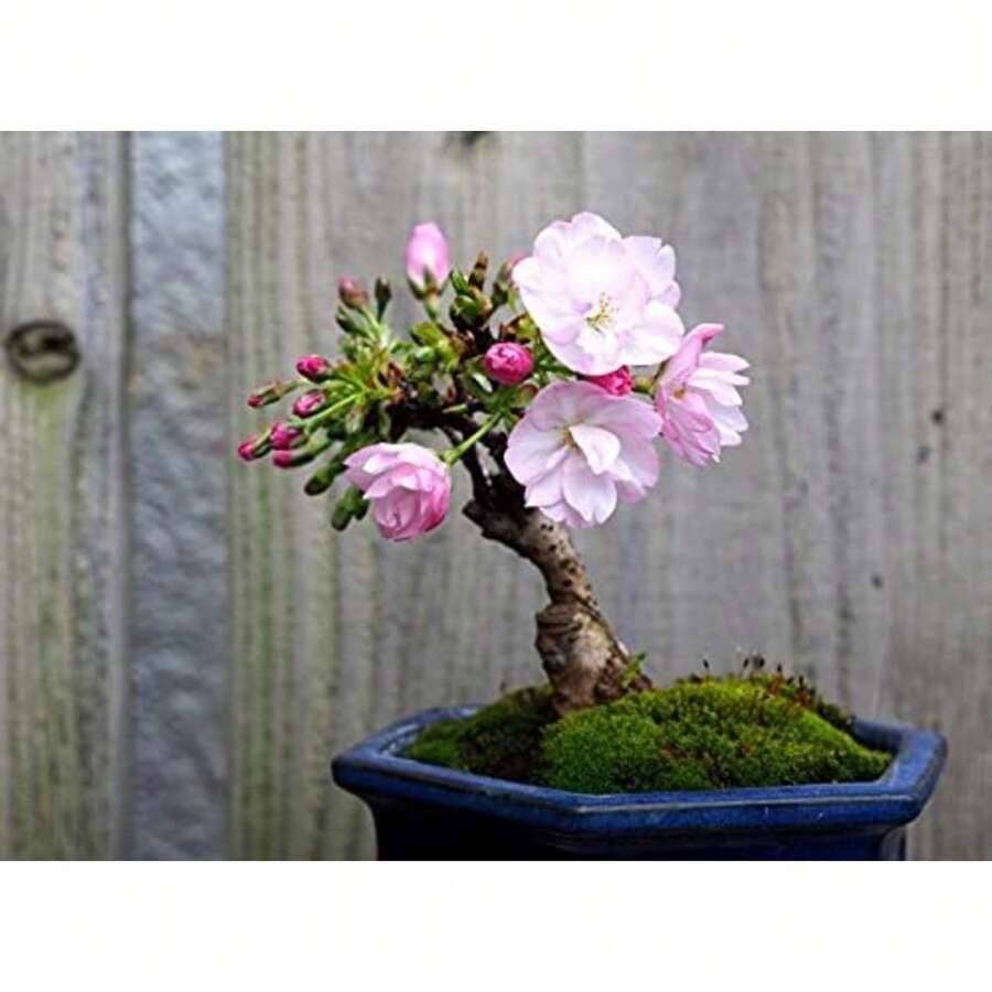 200 Sakura Bonsai Tree Seeds
