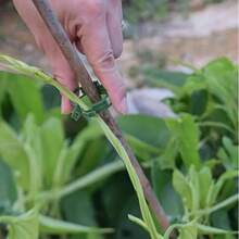 20 件，塑料植物夹支撑连接可重复使用保护嫁接固定植物蔬菜番茄工具园艺用品，支撑藤蔓夹，藤蔓夹，悬挂育苗扣，绿色植物夹，藤蔓固定夹，辣椒和茄子固定器，幼苗植物夹 - 綠色 - 查看 4