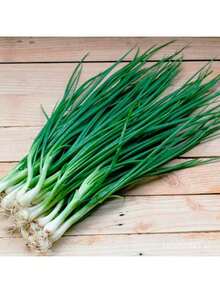 Free Home Delivery Easy To Grow 200 Potted Green Onion Seeds Chive Organic Vegetable Seeds Planting (High Germination) - 200 hạt giống - Xem 9