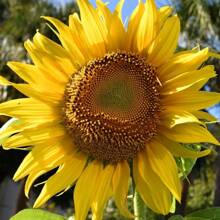 50 Giant Mammoth Sunflower Seeds - Grow Enormous, Towering Blooms Up To 12 Feet Tall