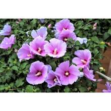 Hight Quality Bulb Agriculture Pcs Dark Pink Rose Flower Bauhinia Tree Seeds Flat Packing Delivery Easy To Grow Perennials Strong Propagation