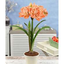 100 Seeds/Pack Hippeastrum Rutilum Flower Seeds Bonsai Ornamental Flower Plant Seeds