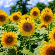 50 Giant Mammoth Sunflower Seeds - Grow Enormous, Towering Blooms Up To 12 Feet Tall