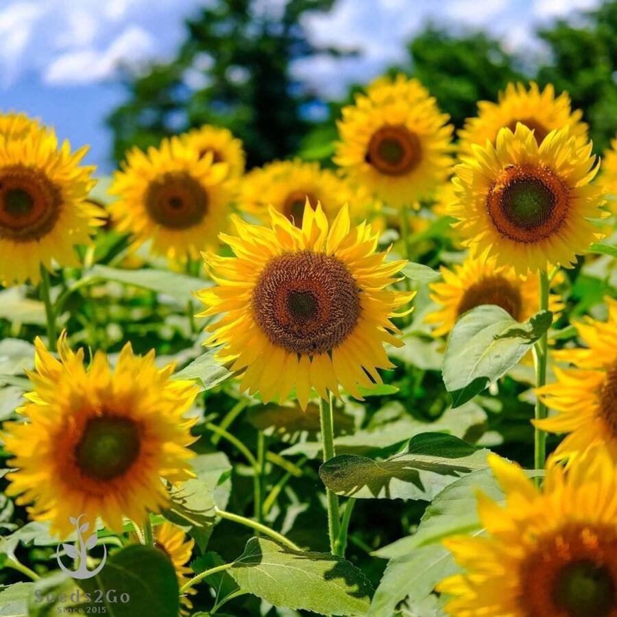 50 Giant Mammoth Sunflower Seeds - Grow Enormous, Towering Blooms Up To 12 Feet Tall