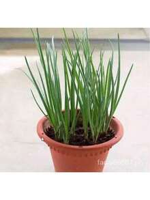 Free Home Delivery Easy To Grow 200 Potted Green Onion Seeds Chive Organic Vegetable Seeds Planting (High Germination) - 200 hạt giống - Xem 11