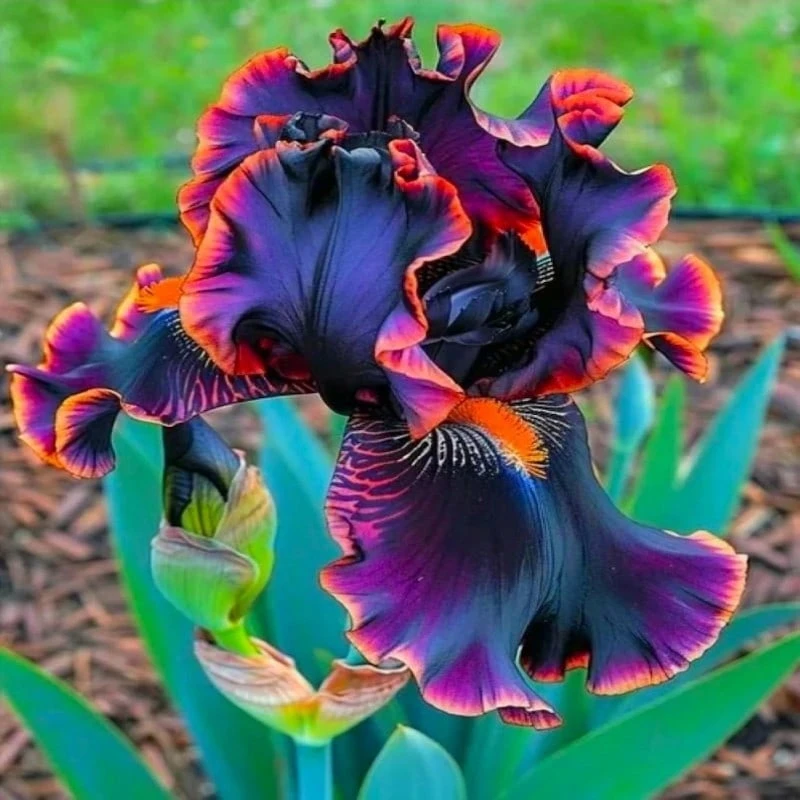 Free Home Delivery 180 Seeds Iris Seeds Blend - 180 - 查看 1