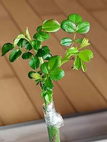 1/2/4Roll 3cm*200m Fruit Tree Grafting Tape, Grafting Tape Grafting Film For Plants, Stretchable Garden Grafting Tape Plants Repair Budding Tapes For Floral Fruit Tree And Poly Budding Tape - Multicolor - View 6