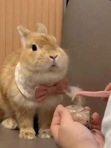 1 件可爱透明宠物兔毛纪念品胶囊，宠物毛发存储钥匙扣，带项圈设计的可爱兔子形纪念容器，密封宠物兔毛存储 DIY 纪念吊坠，送给兔子爱好者和宠物损失同情的礼物，记住心爱宠物的理想选择，宠物配饰，独特的个性化宠物配饰