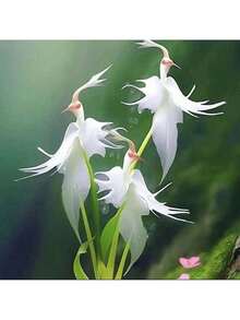 Free Home Delivery 30 Rare White Heron Lotus Seeds - Can Be Given As A Gift For Family Planting - 30 hạt giống - Xem 2