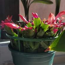 8-Piece Set, Plastic Plant Support Ring, Suitable For Greenhouse Gardens, Semi-Circular Fixed Pole, Suitable For Indoor Flowers And Climbing Plants, Flexible And Adjustable Bonsai Tool, Easy To Adjust Height