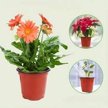 50个黑色塑料植物育苗盆 4英寸 种子育苗盆容器 - 紅色 - 查看 4