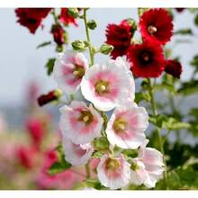 236 piezas GARDEN Mix: Semillas de Peonía de Old Ranch, Flores Decorativas para Entusiastas de los Colibríes, un Excelente Suplemento de Jardín con Brotes Repetidos - 236 - Ver 3