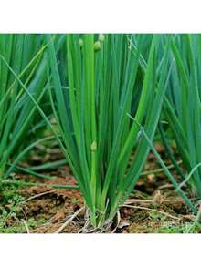 Free Home Delivery Easy To Grow 200 Potted Green Onion Seeds Chive Organic Vegetable Seeds Planting (High Germination) - 200 hạt giống - Xem 5