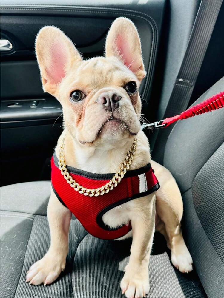 1 闪亮宠物项链，酷狗项圈，小狗链，链镶嵌人造钻石，宠物装饰链配件 - 金色 - 查看 5