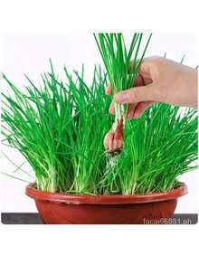 Free Home Delivery Easy To Grow 200 Potted Green Onion Seeds Chive Organic Vegetable Seeds Planting (High Germination) - 200 hạt giống - Xem 6