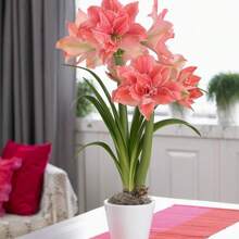 100 Seeds/Pack Hippeastrum Rutilum Flower Seeds Bonsai Ornamental Flower Plant Seeds