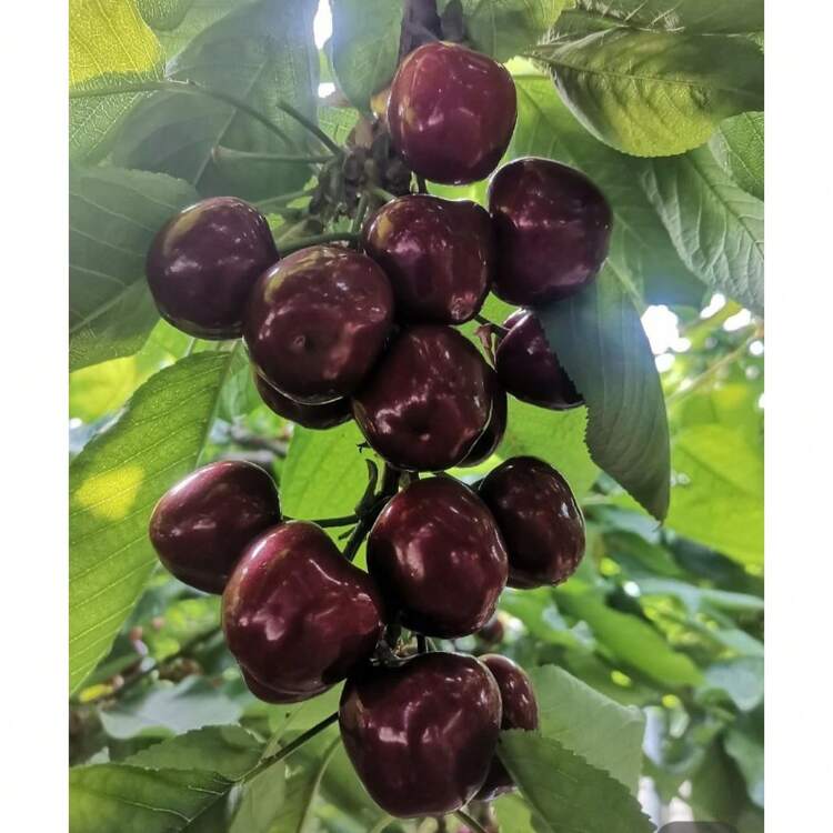 185Pcs Black Cherry Prunus Serotina Dwarf Cherry Tree - 185 - 查看 3