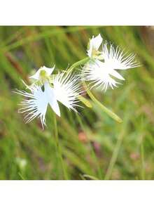 Free Home Delivery 30 Rare White Heron Lotus Seeds - Can Be Given As A Gift For Family Planting - 30 hạt giống - Xem 5