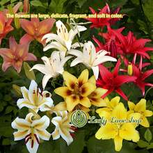 NO BAD SEED! Mixed Pack (3 Bulbs) - Freshly Digged Perennial Lily 607 Daily To Your Door! Quality Goods