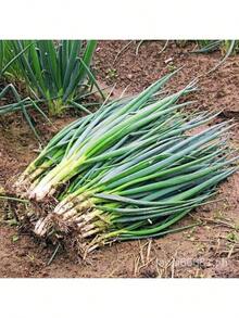 Free Home Delivery Easy To Grow 200 Potted Green Onion Seeds Chive Organic Vegetable Seeds Planting (High Germination) - 200 hạt giống - Xem 7