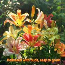 NO BAD SEED! Mixed Pack (3 Bulbs) - Freshly Digged Perennial Lily 607 Daily To Your Door! Quality Goods