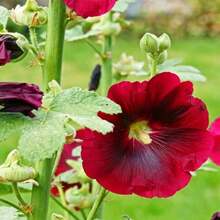 236 piezas GARDEN Mix: Semillas de Peonía de Old Ranch, Flores Decorativas para Entusiastas de los Colibríes, un Excelente Suplemento de Jardín con Brotes Repetidos - 236 - Ver 2