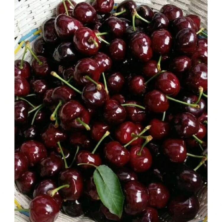 185Pcs Black Cherry Prunus Serotina Dwarf Cherry Tree - 185 - 查看 1