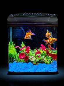 500 chiếc-Đá phát sáng trong bóng tối Phụ kiện sân vườn bằng đá phát sáng Cảnh quan nhỏ Trang trí bể cá Sân ngoài trời Bộ dụng cụ sân bãi sỏi Nhồi bình hoa Phát sáng trong bóng tối Sỏi sân vườn Đá cho sân và lối đi Trang trí DIY Đá phát sáng trang trí - Nhiều màu - Xem 9