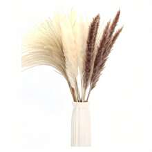 52枝蒲苇、小芦苇、兔尾草、尘土飞扬的小芦苇，家居装饰混搭，干燥花花束，适合庭院装饰，室内装饰（仅限干草）
