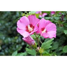 Hight Quality Bulb Agriculture Pcs Dark Pink Rose Flower Bauhinia Tree Seeds Flat Packing Delivery Easy To Grow Perennials Strong Propagation
