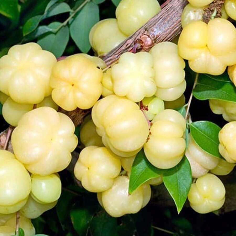 Free Home Delivery 288 Seeds, Amaranth Seeds, Tahiti Berry Seeds, Star Date Seeds - Self-Pollinated And Rare Tropical Exotic Fruit Seeds Suitable For Wildlife - 288 - 查看 1