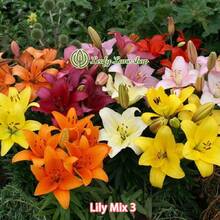 NO BAD SEED! Mixed Pack (3 Bulbs) - Freshly Digged Perennial Lily 607 Daily To Your Door! Quality Goods