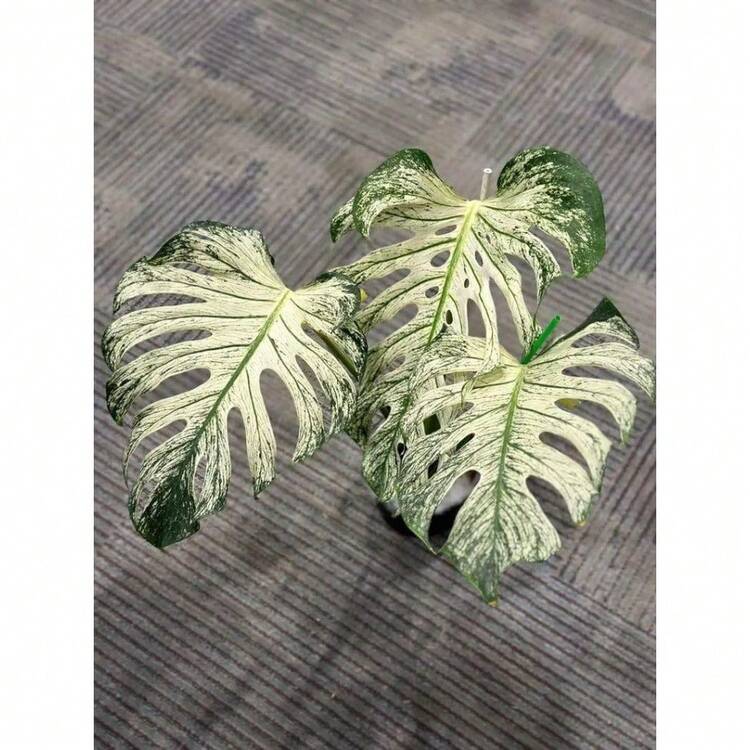 200 SEEDS Monstera Devil Monster Variegated | SHEIN