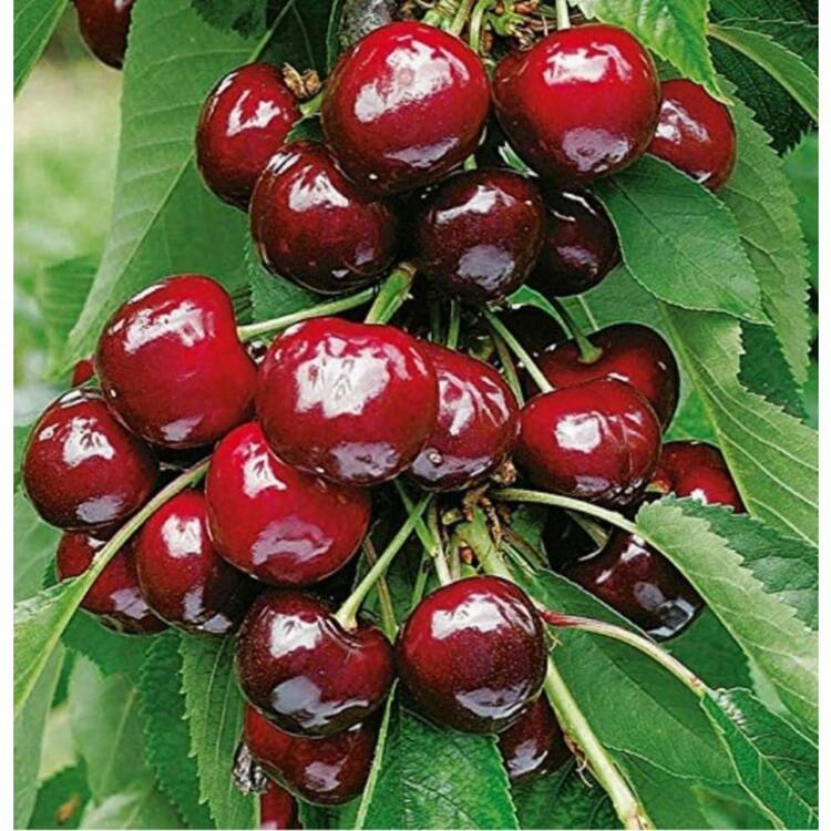 185Pcs Black Cherry Prunus Serotina Dwarf Cherry Tree - 185 - 查看 5