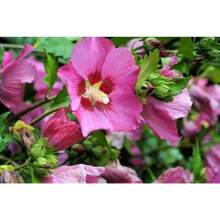 Hight Quality Bulb Agriculture Pcs Dark Pink Rose Flower Bauhinia Tree Seeds Flat Packing Delivery Easy To Grow Perennials Strong Propagation
