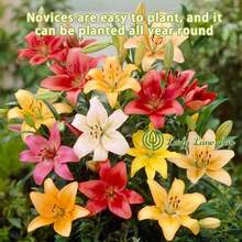 NO BAD SEED! Mixed Pack (3 Bulbs) - Freshly Digged Perennial Lily 607 Daily To Your Door! Quality Goods