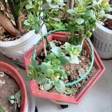 8-Piece Set, Plastic Plant Support Ring, Suitable For Greenhouse Gardens, Semi-Circular Fixed Pole, Suitable For Indoor Flowers And Climbing Plants, Flexible And Adjustable Bonsai Tool, Easy To Adjust Height