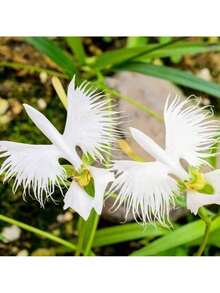 Free Home Delivery 30 Rare White Heron Lotus Seeds - Can Be Given As A Gift For Family Planting - 30 hạt giống - Xem 3