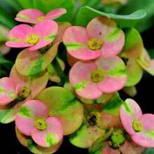 ETG2452 Vitality Seeds "Rung Charoensab" Crown Thorn Plant, Buttercup Flower, Mili Seedlings, Good Root System, Tropical Perennial Flower, Succulent Cactus, Thailand 100 Seeds - 變體 1 - 查看 3