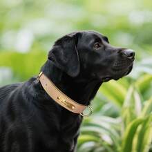 Solid Color Leather Anti-Rust Soft Dog Engraved Collar, Laser Engraved Custom Pet Collar, Anti-Lost Adjustable ID Tag Collar For Small/Medium/Large Dogs