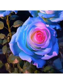 Free Home Delivery 500 Mixed Multicolor Rose Seeds, Planting Outdoor Perennial Flower Seeds To Create A Colorful Rose Garden Home - 500 CHIẾC - Xem 5